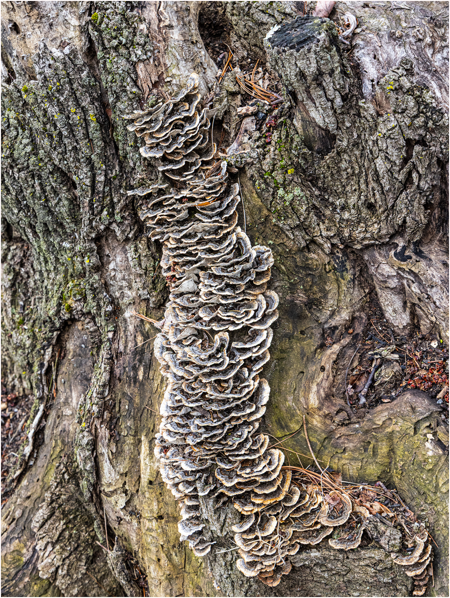Redin Kathy shrooms Nature   Botanical   Class A 20260225
